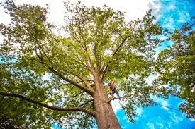 Best Hazardous Tree Removal  in Crawfordville, FL