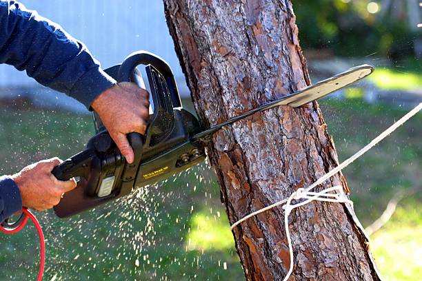 Best Tree Trimming and Pruning  in Crawfordville, FL